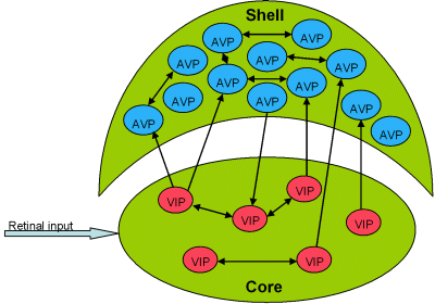 shell and core have different neuromodulators